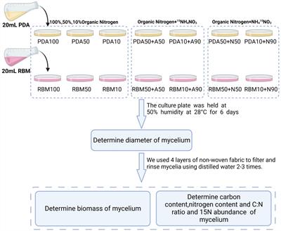 15N tracing reveals preference for different nitrogen forms of Fusarium oxysporum f. sp. cubense tropical race 4